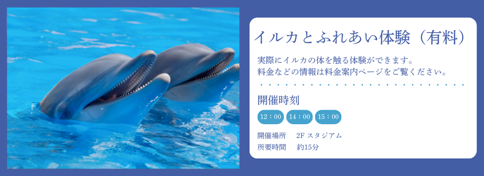 イルカ体験
